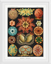 "Ascidiae–Seescheiden from Kunstformen der Natur (1904)", Ernst Haeckel