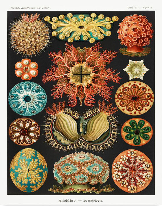 "Ascidiae–Seescheiden from Kunstformen der Natur (1904)", Ernst Haeckel