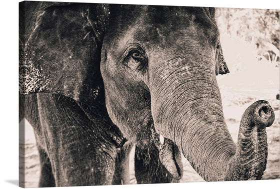 “Black and white shot of elephant” by Alexandre Chambon is a stunning print that captures the majesty of the elephant in a unique and artistic way. The black and white tones add depth and contrast to the image, making it a perfect addition to any room. The photograph is a testament to Chambon’s skill in capturing the beauty of wildlife.