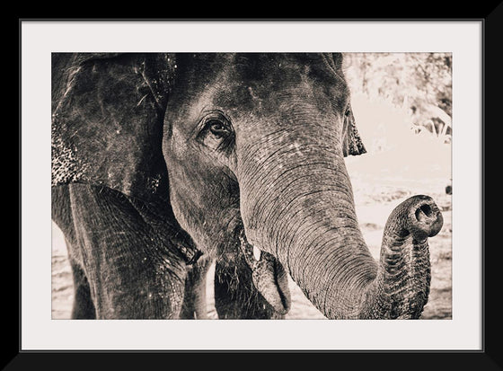 "Black and White Shot of Elephant", Alexandre Chambon