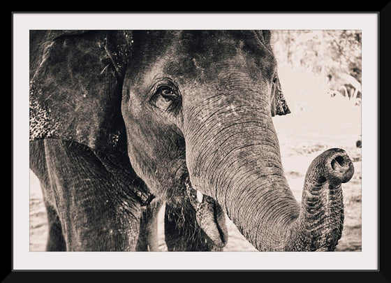 "Black and White Shot of Elephant", Alexandre Chambon