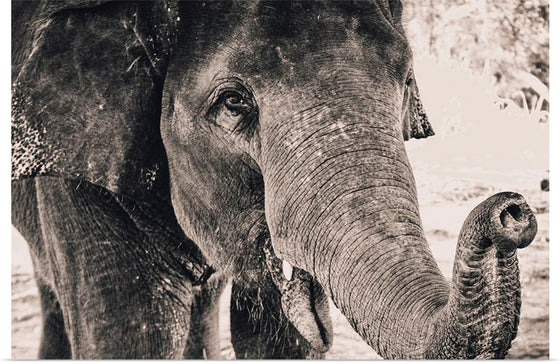 "Black and White Shot of Elephant", Alexandre Chambon