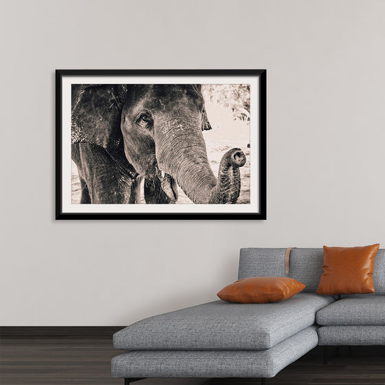 "Black and White Shot of Elephant", Alexandre Chambon
