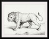 "Lion (1775-1883)", Jean Bernard