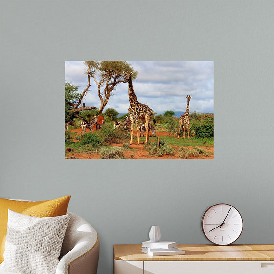 "Giraffes on Safari"