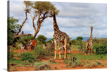  The image features a group of giraffes and zebras, their distinctive patterns standing out against the red soil. The giraffes, tall and majestic, and the zebras, with their striking black and white stripes, are seen grazing peacefully under the radiant sun. 