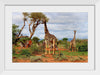 "Giraffes on Safari"