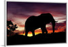 "African Elephant at Sunset"