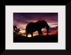 "African Elephant at Sunset"