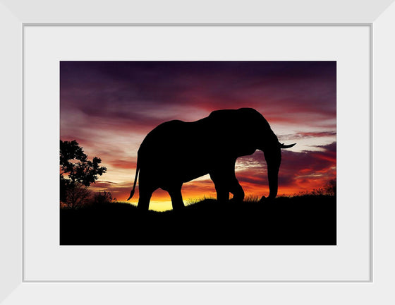 "African Elephant at Sunset"