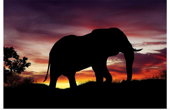 "African Elephant at Sunset"