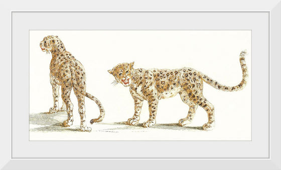 "Two Leopards (1648-1709)", Johan Teyler