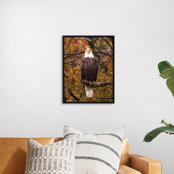 "Autumn Eagle"