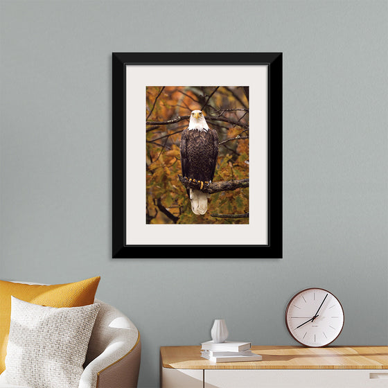 "Autumn Eagle"