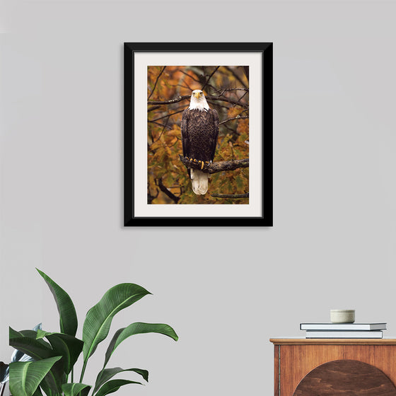 "Autumn Eagle"