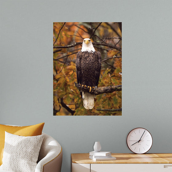 "Autumn Eagle"