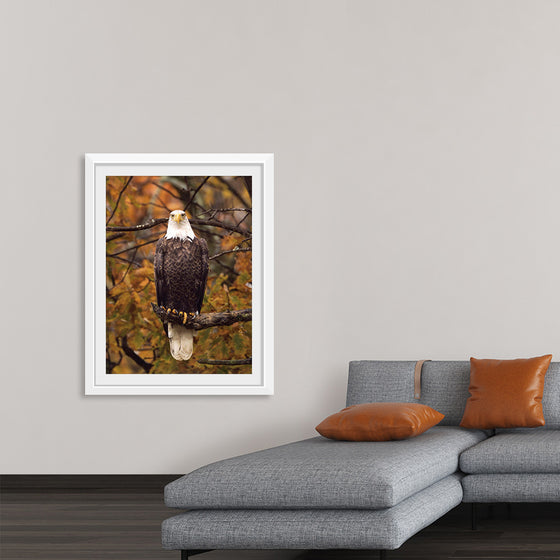 "Autumn Eagle"