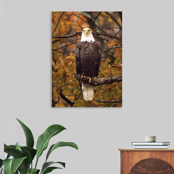 "Autumn Eagle"