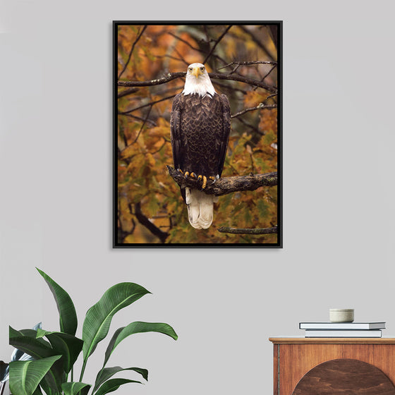 "Autumn Eagle"