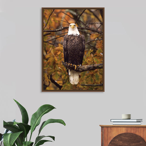 "Autumn Eagle"