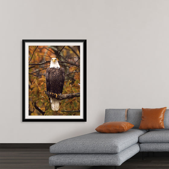 "Autumn Eagle"