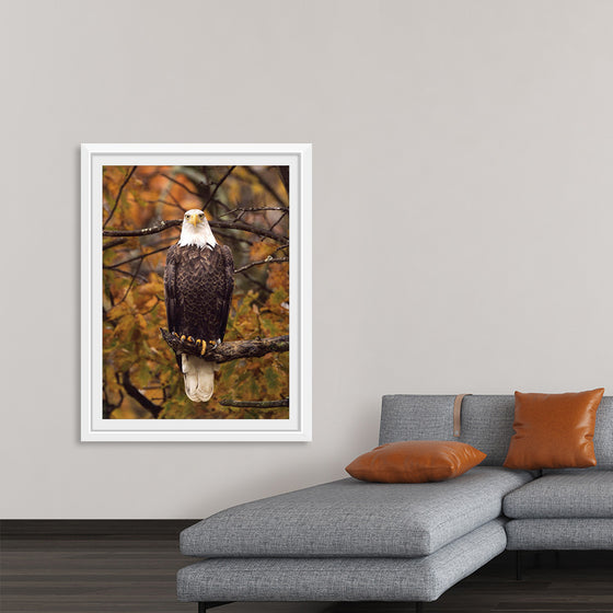 "Autumn Eagle"