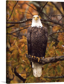  This majestic "Autumn Eagle"&nbsp;print is a must-have for any fan of nature, wildlife, or simply stunning photography. The image captures a bald eagle perched on a branch in a tree surrounded by fiery autumn leaves. 