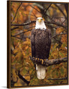 "Autumn Eagle"