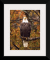 "Autumn Eagle"