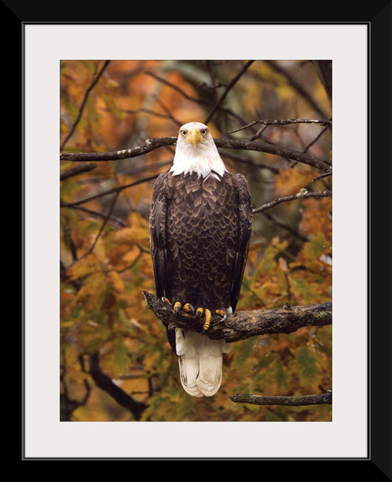 "Autumn Eagle"