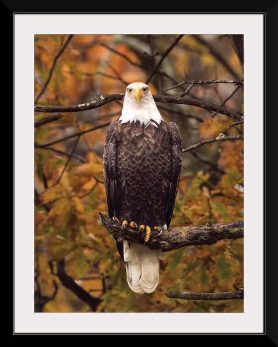 "Autumn Eagle"