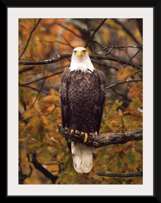 "Autumn Eagle"