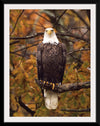 "Autumn Eagle"