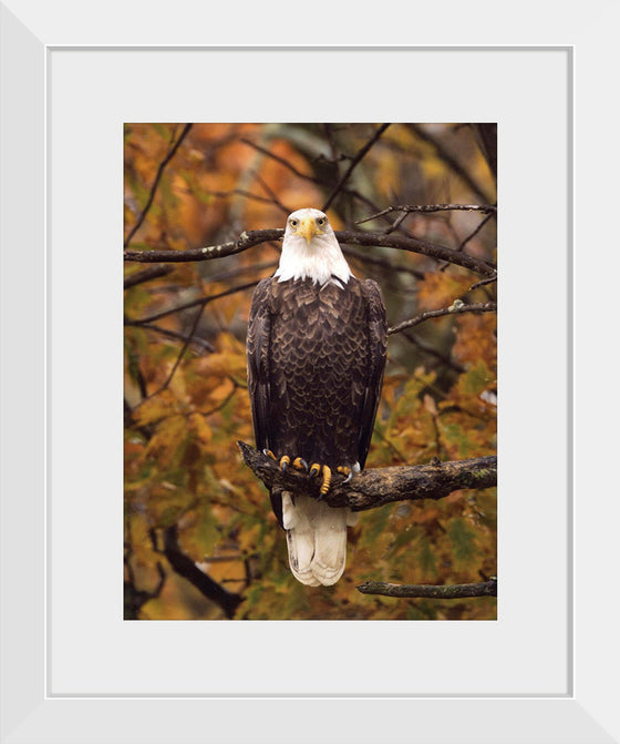 "Autumn Eagle"