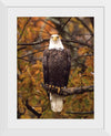 "Autumn Eagle"