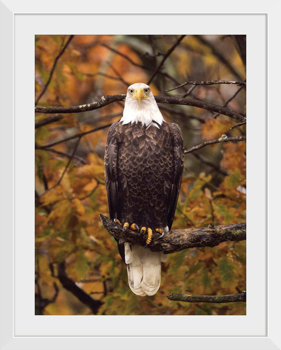 "Autumn Eagle"