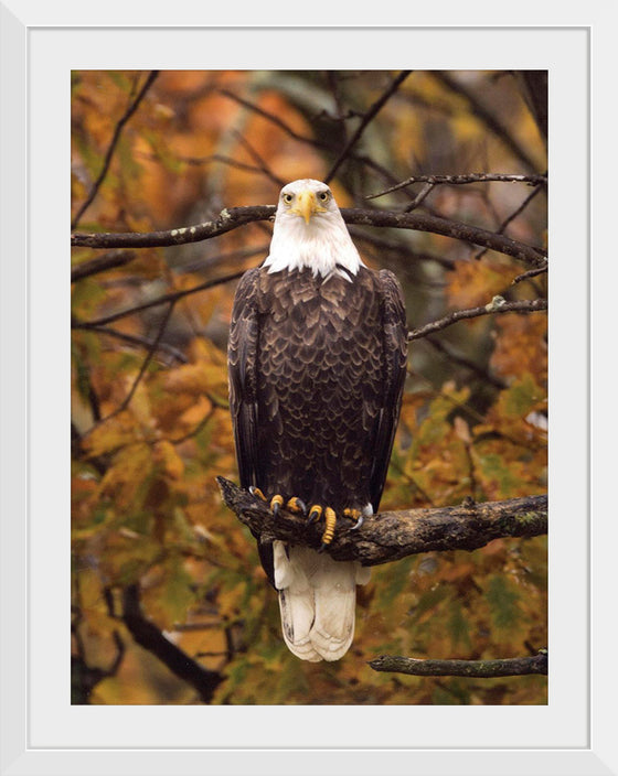 "Autumn Eagle"