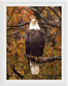 "Autumn Eagle"