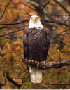 "Autumn Eagle"