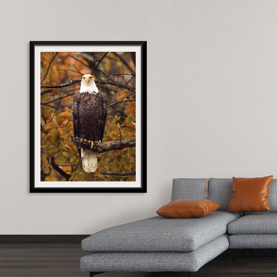 "Autumn Eagle"