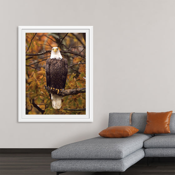 "Autumn Eagle"