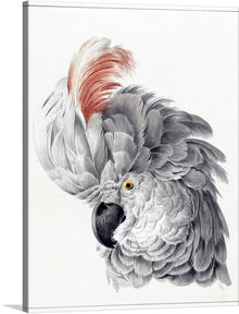  “Cockatoo Head (1725–1792)” by Aert Schouman invites you into an intimate encounter with avian majesty. This meticulously rendered portrait captures the essence of a regal cockatoo. Its feathers, a symphony of grays, cascade like silken waterfalls, each detail painstakingly etched. The fiery crest atop its head, a burst of crimson, hints at its spirited nature. 