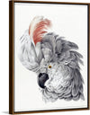 "Cockatoo Head (1725–1792)", Aert Schouman