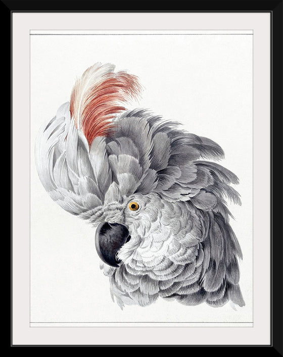 "Cockatoo Head (1725–1792)", Aert Schouman