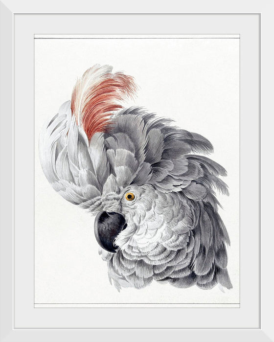 "Cockatoo Head (1725–1792)", Aert Schouman