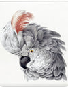 "Cockatoo Head (1725–1792)", Aert Schouman