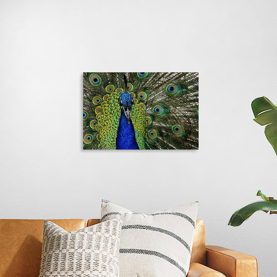 "Peacock portrait"