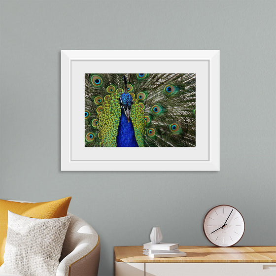 "Peacock portrait"