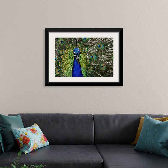 "Peacock portrait"