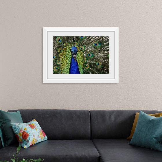 "Peacock portrait"